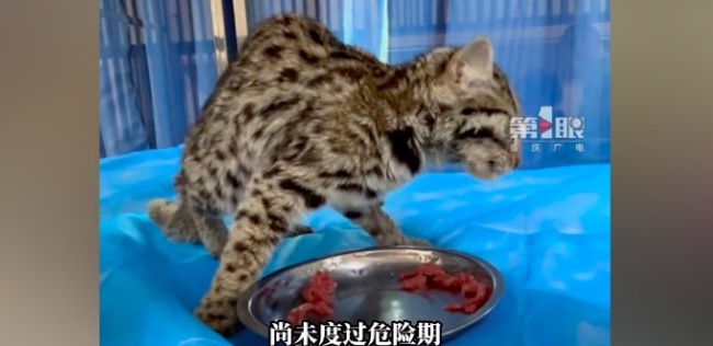 重庆一小区发现受伤豹猫