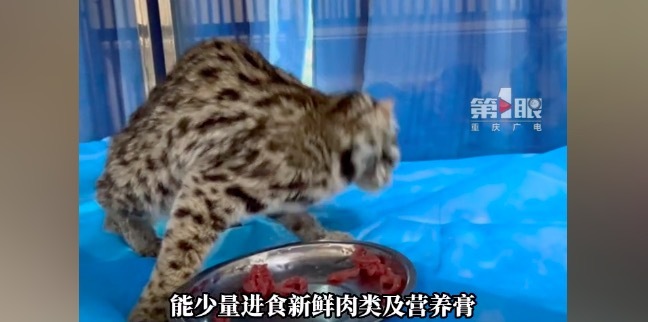 重庆一小区发现受伤豹猫