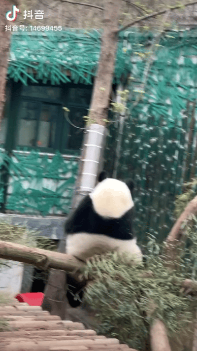 南京红山大熊猫好会表演：魔性挠痒痒似跳舞