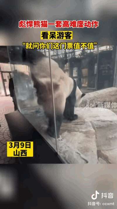 南京红山大熊猫好会表演：魔性挠痒痒似跳舞