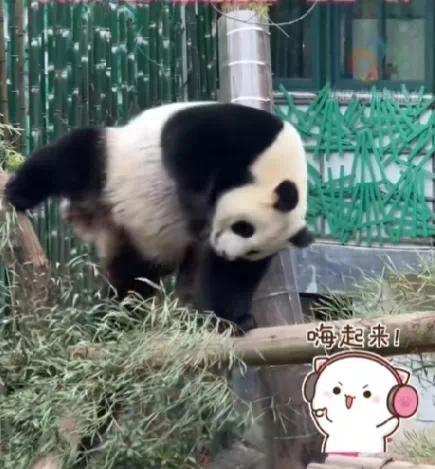 南京熊猫整活逗笑游客 工作人员：蹭痒痒呢