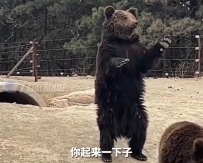 动物园回应棕熊卖力营业