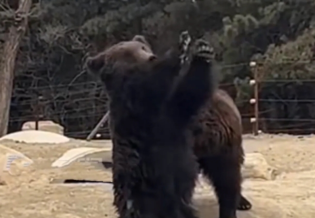 动物园回应棕熊卖力营业