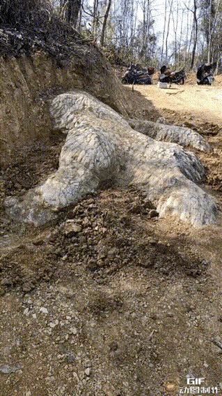 邵阳发现“龙化石”引围观 地下是否有“巨龙”？    