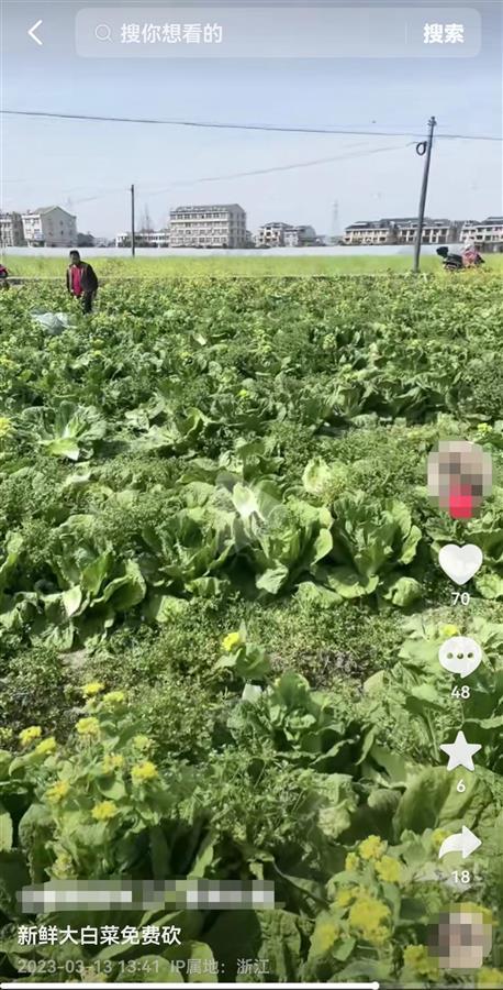 菜农近6万斤大白菜被偷 网友：看着都心疼   