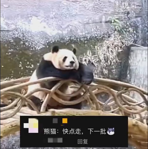 重庆大熊猫反向参观游客 姿势惬意慵懒十分可爱