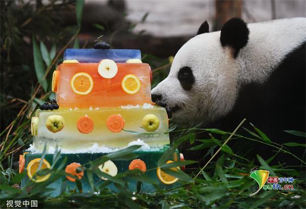 旅俄大熊猫吃水果冰蛋糕 看这体型就知道养的很好！