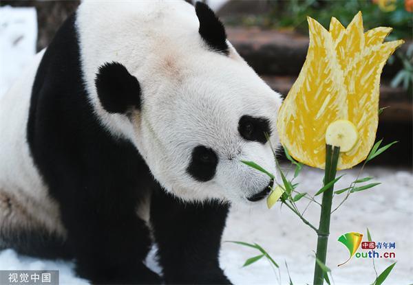 旅俄大熊猫吃水果冰蛋糕 看这体型就知道养的很好！