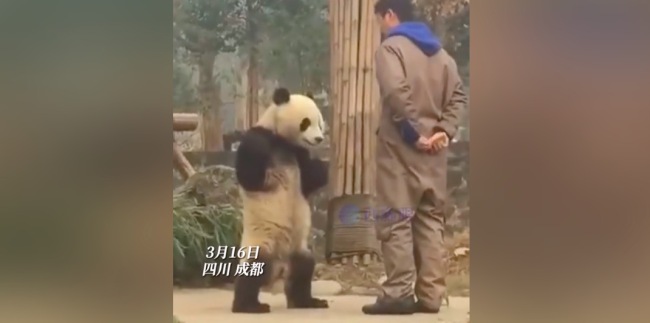 熊猫叉腰与饲养员“理论”