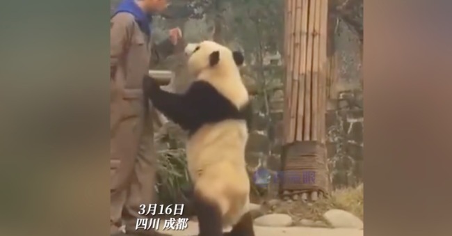 熊猫叉腰与饲养员“理论”