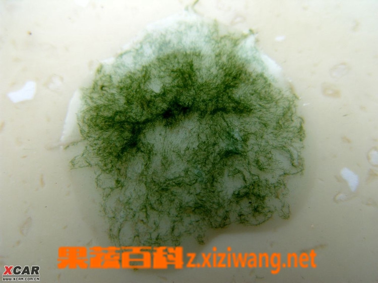 果蔬百科螺旋藻的副作用