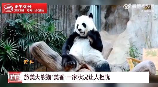 旅美大熊猫美香一家或于年底回国 曾传被人工受孕