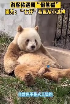 园方谈游客遇到“假熊猫”