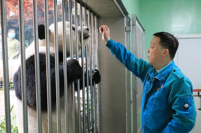 男子私闯护栏零距离逗引熊猫 网友建议“拉入景区黑名单”-健康之路健康知识