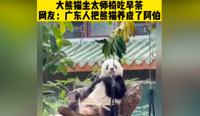 广东人把大熊猫养成阿伯 网友：它是不是也吃菠萝包呀！