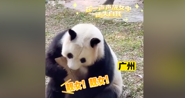 广东人把大熊猫养成阿伯 网友：它是不是也吃菠萝包呀！