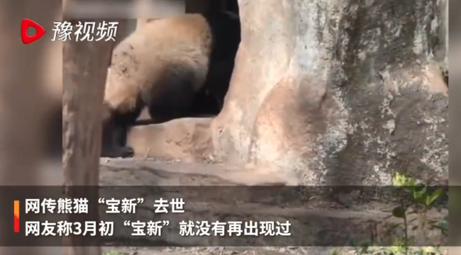 官方谈网传熊猫宝新去世 网友：自己基地的熊猫没有确切消息？