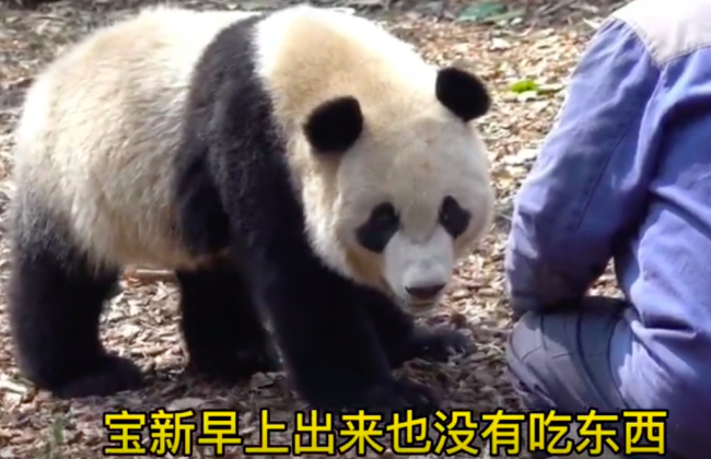 官方谈网传熊猫宝新去世