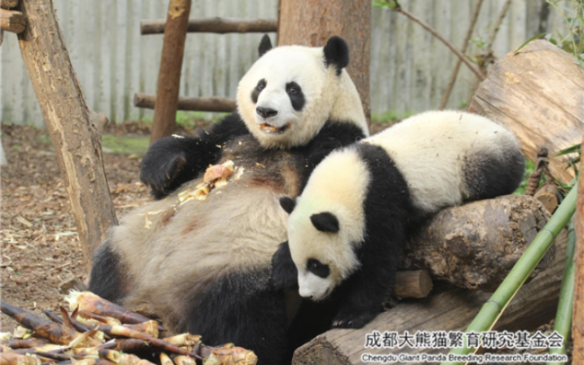 官方回应网传熊猫“宝新”去世 网友：死因必须公布，不能让宝新死的不明不白   