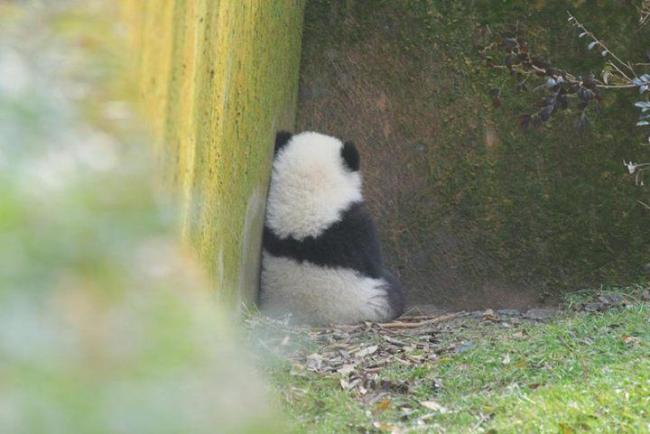 官方回应网传熊猫“宝新”去世 网友：死因必须公布，不能让宝新死的不明不白   