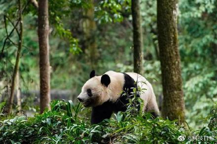熊猫香香隔离检疫期结束：现在还有些怕见不熟悉的人