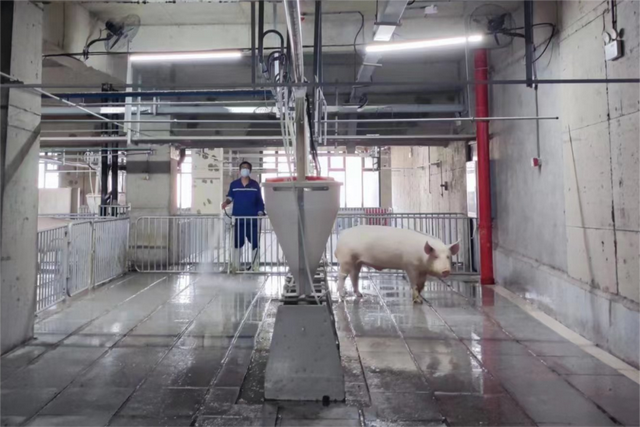 2.5万头猪住进了26层摩天大楼，过上了“中产”生活