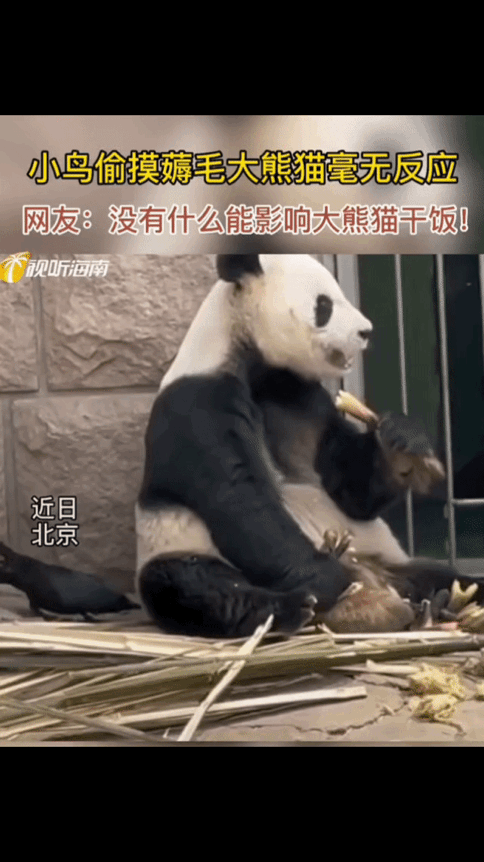 大熊猫被小鸟薅毛毫无反应 淡定干饭睡觉晒太阳