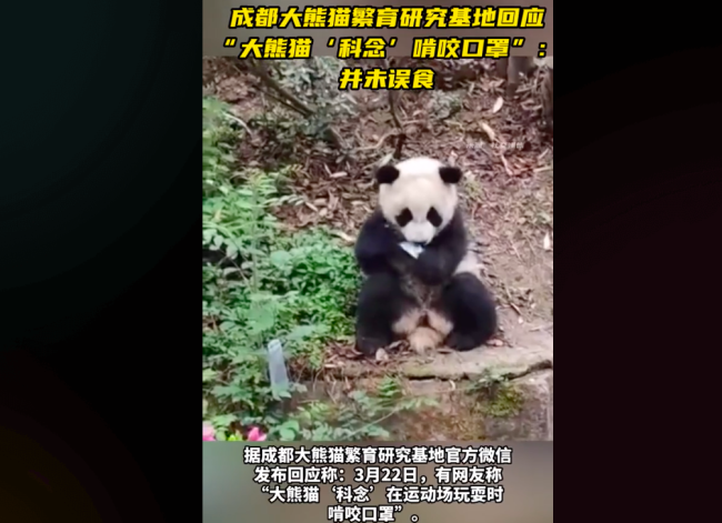 大熊猫“科念”网传啃咬口罩？官方回应：并未误食！会向相关部门反应加强监管！