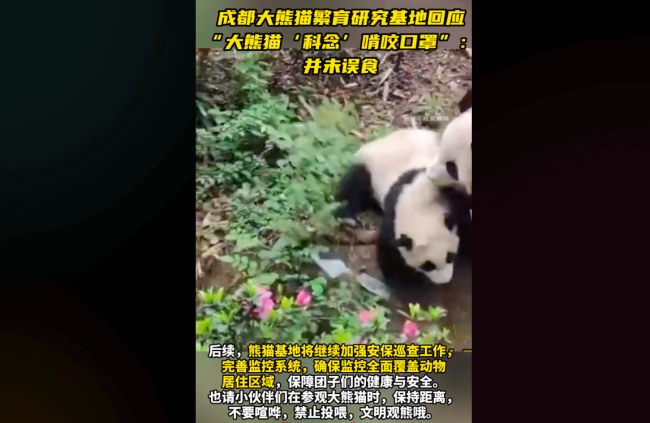 大熊猫“科念”网传啃咬口罩？官方回应：并未误食！会向相关部门反应加强监管！