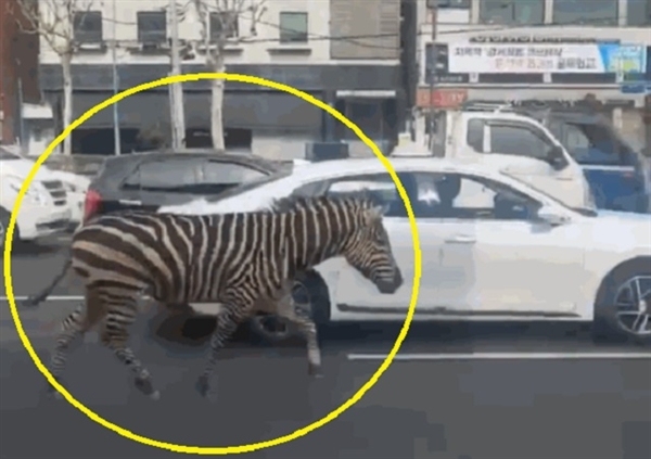 韩国动物园一斑马“过马路时没走斑马线 街头上演狂飙” 挨了7针麻醉针才消停！