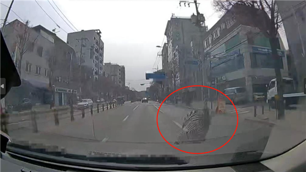 韩国动物园一斑马“过马路时没走斑马线 街头上演狂飙” 挨了7针麻醉针才消停！
