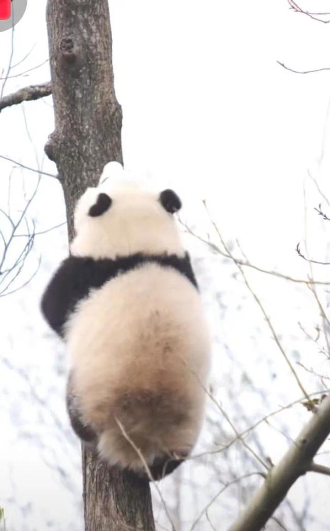 游客拍到女明星花花成功爬树 女明星终于开始营业了吗  