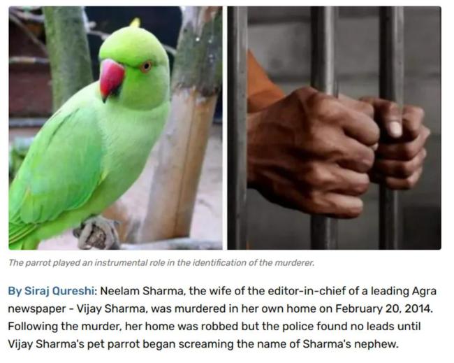 印度一鹦鹉目睹凶手行凶，大喊凶手名字助警察破案