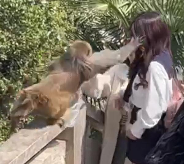 景区谈女子被猴子掌掴 猴子：喂的不好，重喂 