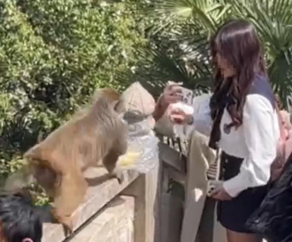 景区谈女子被猴子掌掴 猴子：喂的不好，重喂 