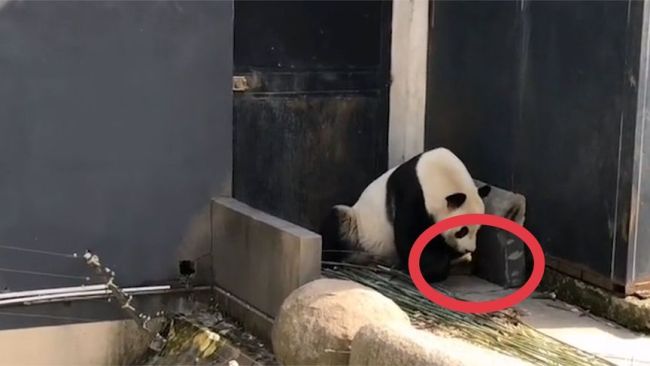 景区谈游客私自投喂熊猫：情况良好，吐舌头是从小习惯