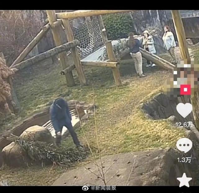 旅美大熊猫丫丫归期仍未定，北京动物园确认参与回国护送 网友呼吁前往公示处留言