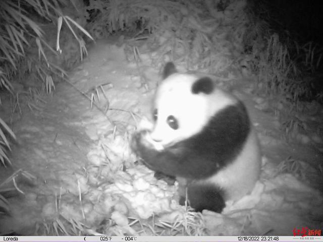 都江堰龙池相机记录野生大熊猫妈妈带宝宝刨雪找水源