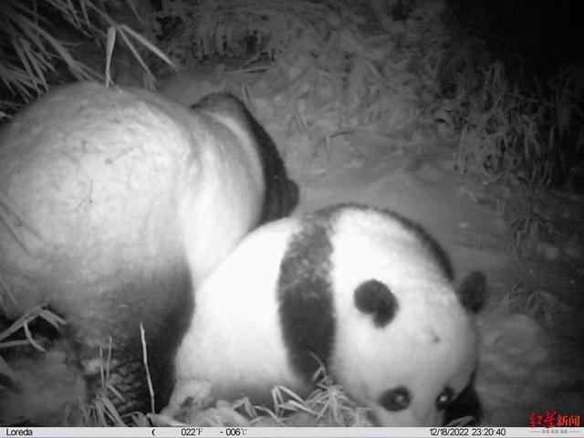 都江堰龙池相机记录野生大熊猫妈妈带宝宝刨雪找水源