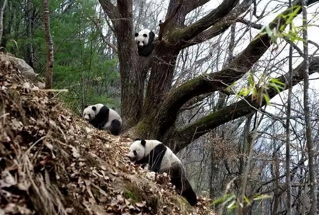 秦岭野生大熊猫相亲大会，一年一度的“比武招亲”开始啦！