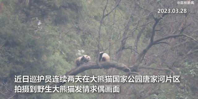 大熊猫“打情骂俏”被拍到 网友：熊猫恋爱得上树
