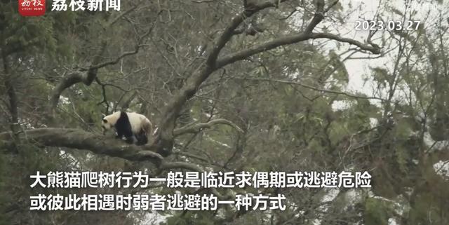 大熊猫“打情骂俏”被拍到 网友：熊猫恋爱得上树
