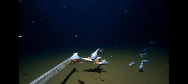 日本8336米深海发现怪鱼：一离开水，就会瞬间融化！