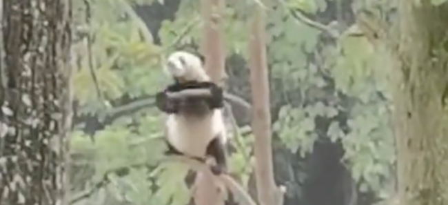 大熊猫在树上疯狂“蹦迪”