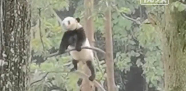 大熊猫在树上疯狂“蹦迪”