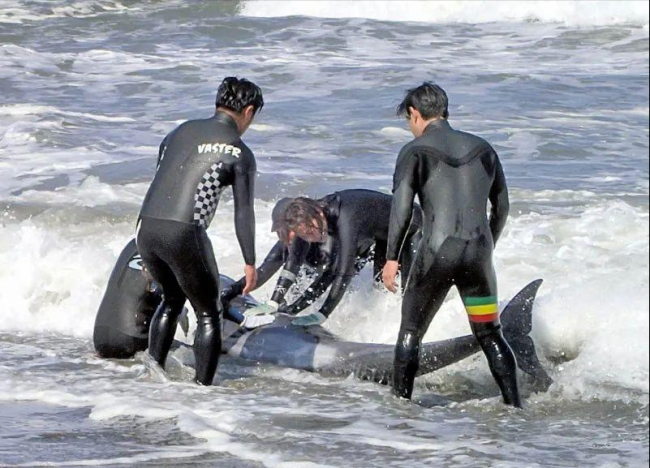 日本一沙滩大量海豚搁浅 地球是否在警告着什么 