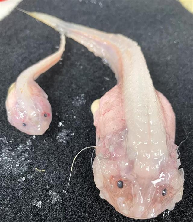 日本8336米深海发现怪鱼：“蜗牛鱼” 离水就融化