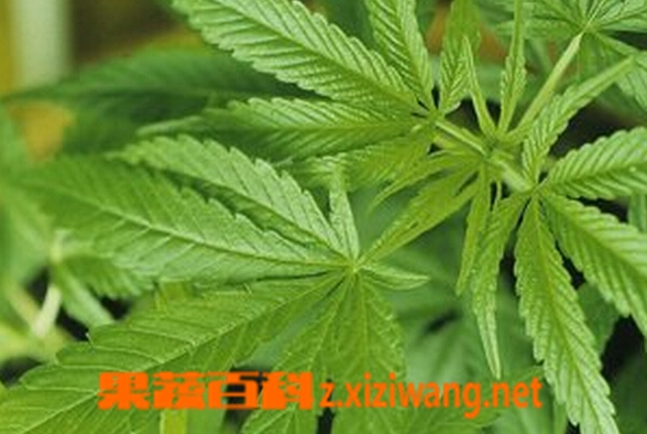 果蔬百科水甴曱草