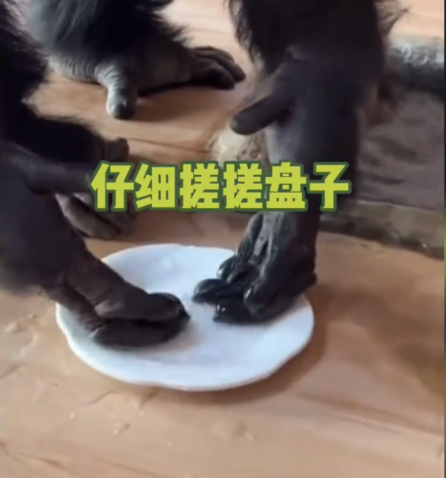 黑猩猩吃完饭主动到水池里洗盘子动作娴熟 网友：麻烦给他一块洗碗布吧