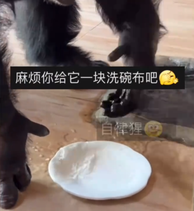 黑猩猩吃完饭主动到水池里洗盘子动作娴熟 网友：麻烦给他一块洗碗布吧